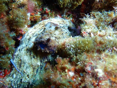 sous l'œil d'octopus et un autre animal que je n'ai pas pu identifier..mais je cherche promis…