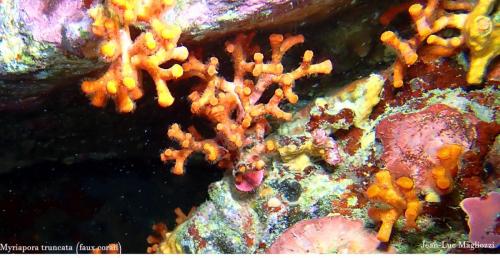 petit bryozoaire appelé aussi faux corail