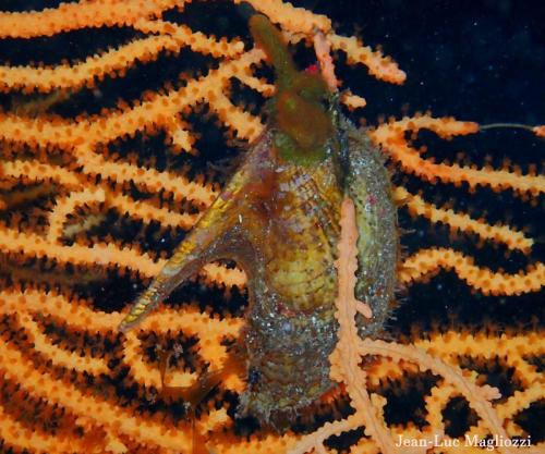 je n'ai pas mis cette photo hier car je n'avais pas réussi à identifier cette bestiole fixée sur une gorgone jaune. C'est fait ..Il s'agit d'un bivalve. Une avicule hirondelle (Pteria hirundo). C'est la première fois que j'en voyais….BON DIMANCHE et merci pour vos commentaires.