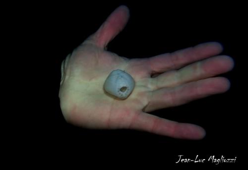 OUUIII cette main bien vivante a été photographiée sous l'eau, elle me montre un test d'oursin (squelette d'oursin) mais c'était à l'origine un oursin dit irrégulier, qui vit dans la sable mais je ne l'ai pas identifié...mais à vous d'identifier la main..
