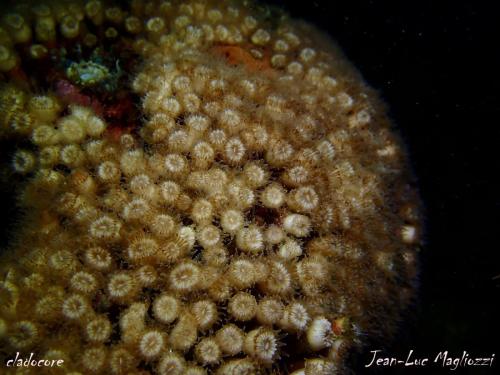ce corail de méditerranée trainait  sur le milieu de l'épave, un cnidaire en pleine santé