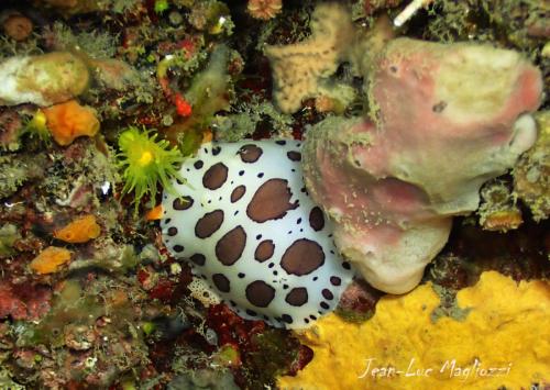 un petit corail solitaire en jaune et notre doris qui semble faire un câlin à un éponge