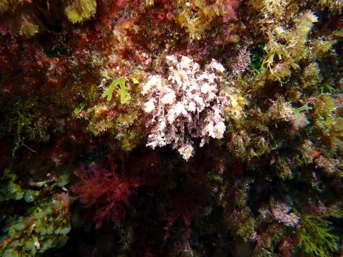 balai de mer pour la première photo, c'est une algue brune, puis coralline pour la seconde qui est une algue rouge