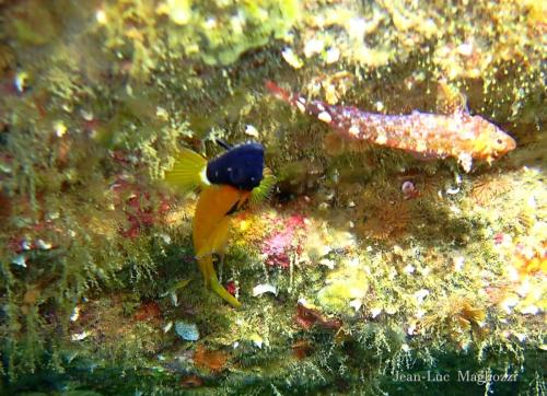 et plouf dans l'eau. La mer s'était un peu levée à cause du mistral..et voilà un couple inséparable, Triptérygion mâle et femelle, en jaune le mec.