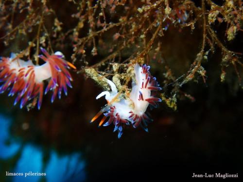 puis quelques nudibranches connus