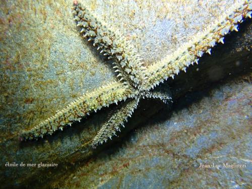 et en pensant à Audrey, une étoile de mer glaciaire… mais pourquoi je pense à Audrey???