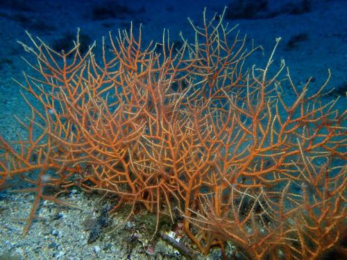 j'ai trouvé, c'est simplement une gorgone orange (Leptogorgia sarmentosa) pour les puristes. Le fait qu'elle soit fixée plus ou moins dans du sable et sans polypes…) m'avait laissé dubitatif.