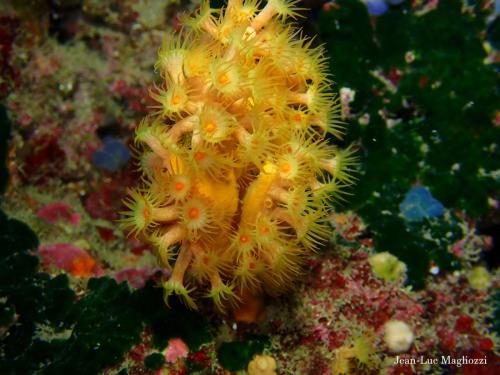 bon j'ai la réponse concernant la photo mystère. Rien à voir avec une patelle. c'est un bryozoaire du doux nom de disporella hispida. Merci à Christian SCOUPPE