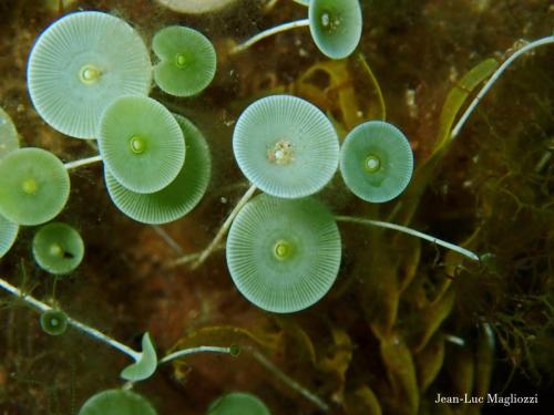 il s'agit d'une algue verte bien connue au doux nom d'acétabulaire. le chapeau ou l"ombrelle constitue l'organe sexuelle quant à la tige (hampe), elle constitue une cellule unique géante d'1mm de diamètre