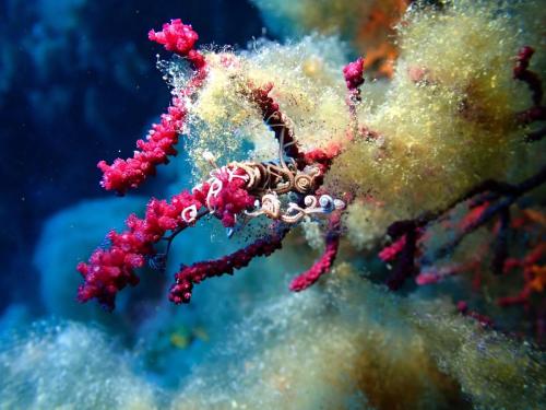 cette photo à elle seule montre la difficulté de vie avec la présence de cette algue rouge semble t'il qui recouvre la faune. Ici sur ce bout de gorgone un jeune gorgonocéphale..