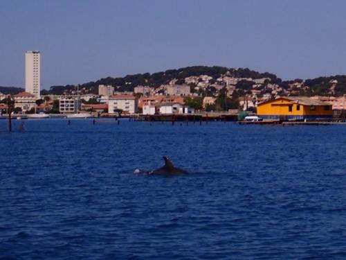 et quand même pour finir sur une bonne note, dans la petite rade un couple de dauphins..