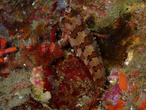 un cabot de la famille des blennies. L'œil rouge et les tentacules supra-oculaires en forme de buisson  permettent de reconnaitre cette grande blennie.