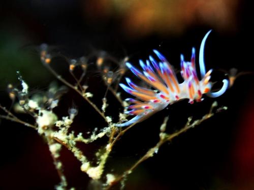 nudibranche sur son garde manger. Cet étonnant buisson est en fait une colonie d'animaux de la famille des cnidaires, dont on aperçoit au bout des flèches les polypes de cet hydraire. C'est le repas préféré de cette limace pélerine.