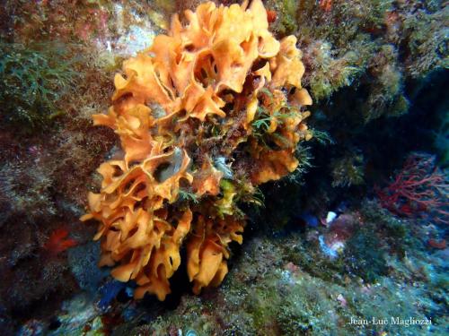 bon pas grand chose en général, mais toujours aussi sympa à photographier comme ce bryozoaire rose des mers