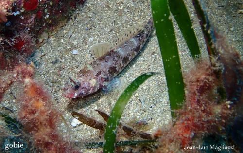 un gobie à bouche rouge