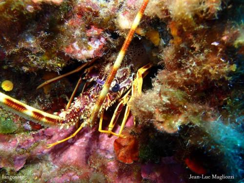 une langouste à sa fenêtre...on ne le voit pas sur la photo mais elle discute avec Eric Garcia mon binôme du jour