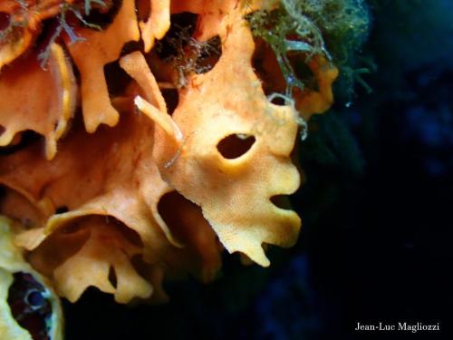 la beauté de ce bryozoaire