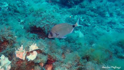 une petite dorade en passant