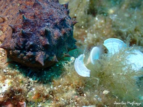 une bouche d'holothurie ou l'anus??? je ne lui ai pas fait  de bisou 