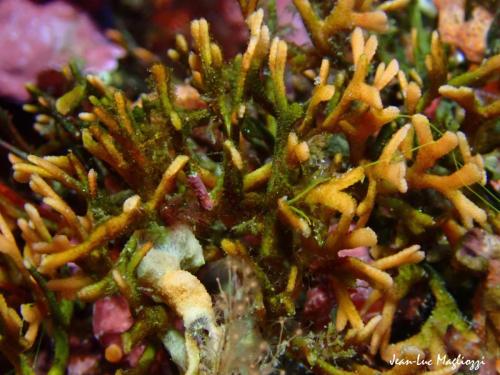 un bryozoaire en train de se faire envahir par des algues